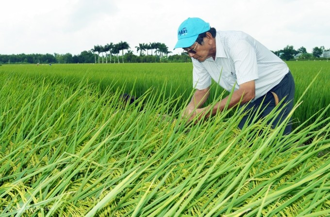 Người đứng sau thành công của gạo ST25 - Hồ Quang Cua 