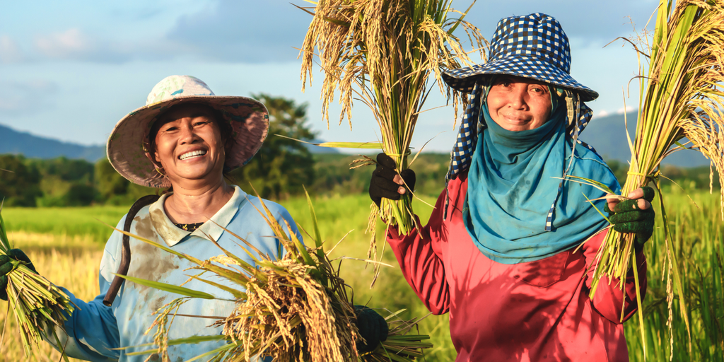 Giá gạo trong nước cuối năm 2025 nhìn chung vẫn giữ được sự ổn định, nhưng thực tế đang chịu tác động từ nhiều biến động xảy ra cùng lúc trong sản xuất, xuất khẩu và thị trường thế giới. Những yếu tố này ảnh hưởng lẫn nhau, khiến giá gạo có xu hướng điều chỉnh theo từng tuần và từng mùa vụ.