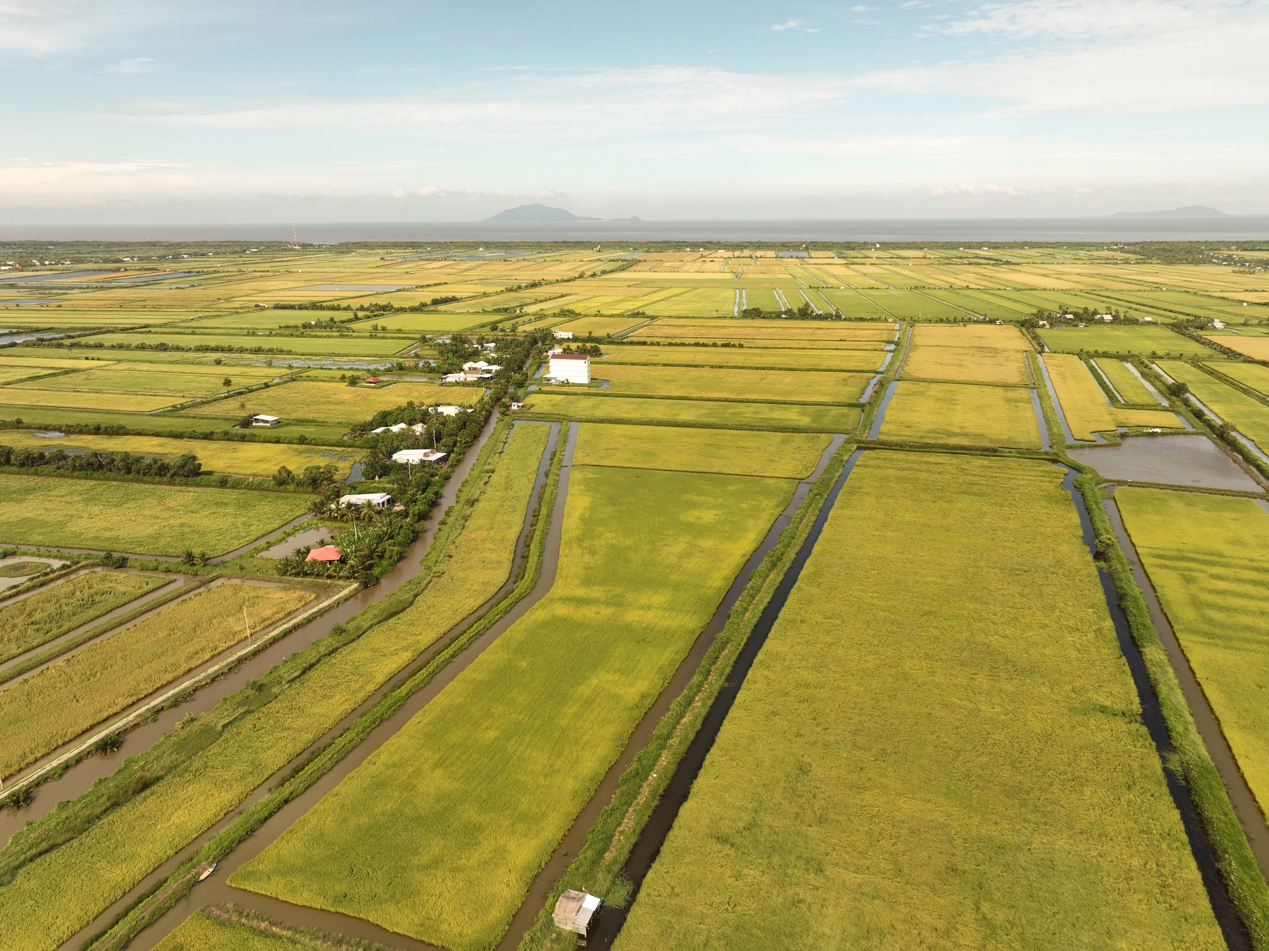 Giá gạo ST25 năm 2025 không biến động theo kiểu tăng – giảm đột ngột như một số mặt hàng nông sản khác, mà chịu tác động đồng thời từ nhiều yếu tố mang tính cấu trúc cả trong nước lẫn quốc tế