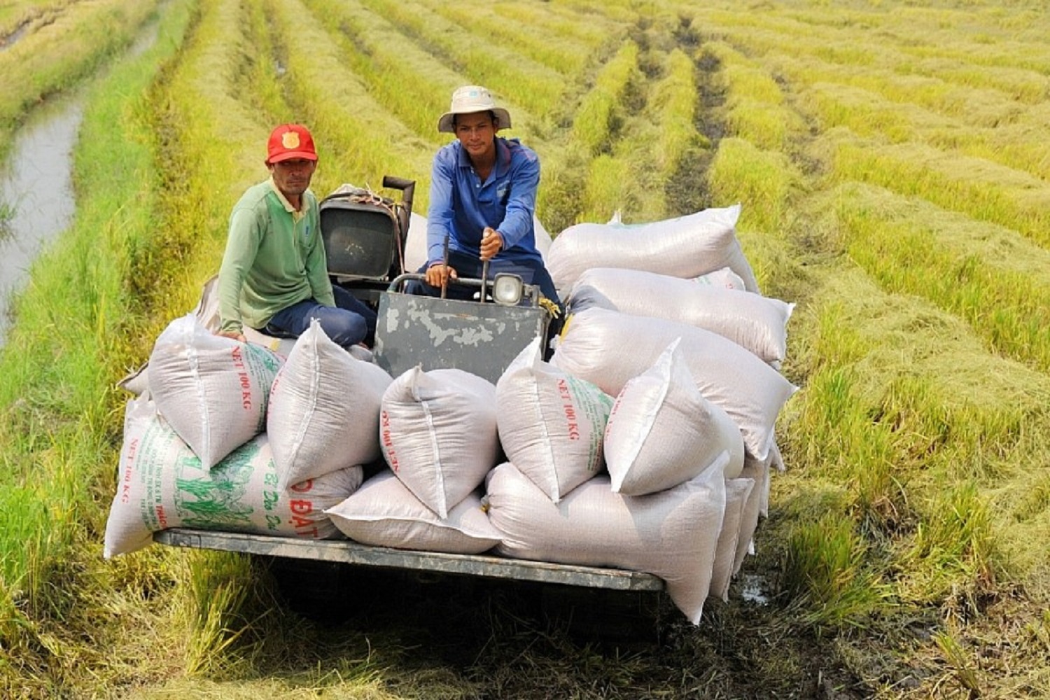 Quy trình canh tác – Chế biến nghiêm ngặt giúp giữ trọn chất lượng hạt gạo