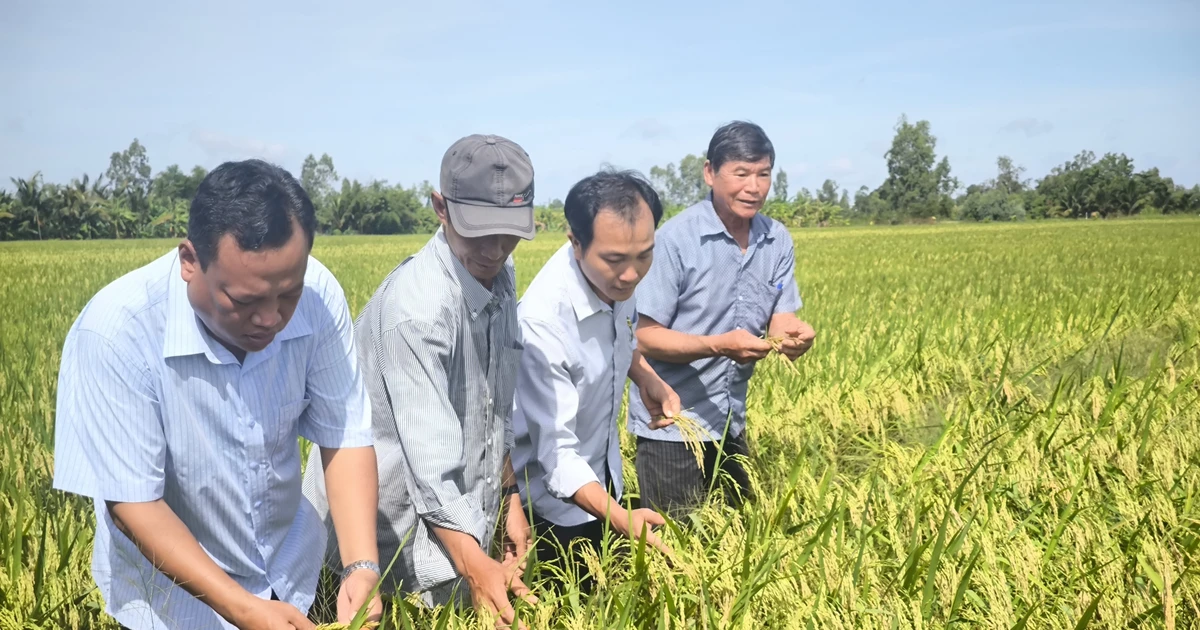 Khác với các mặt hàng công nghiệp có mức giá tương đối ổn định, gạo là sản phẩm nông nghiệp nên chịu ảnh hưởng trực tiếp từ thiên nhiên và thị trường.