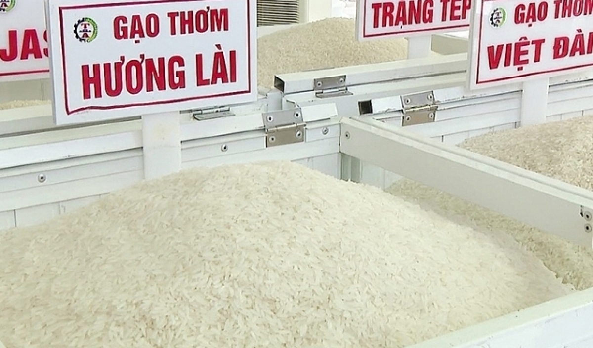 Tầm quan trọng của việc cập nhật giá gạo thường xuyên