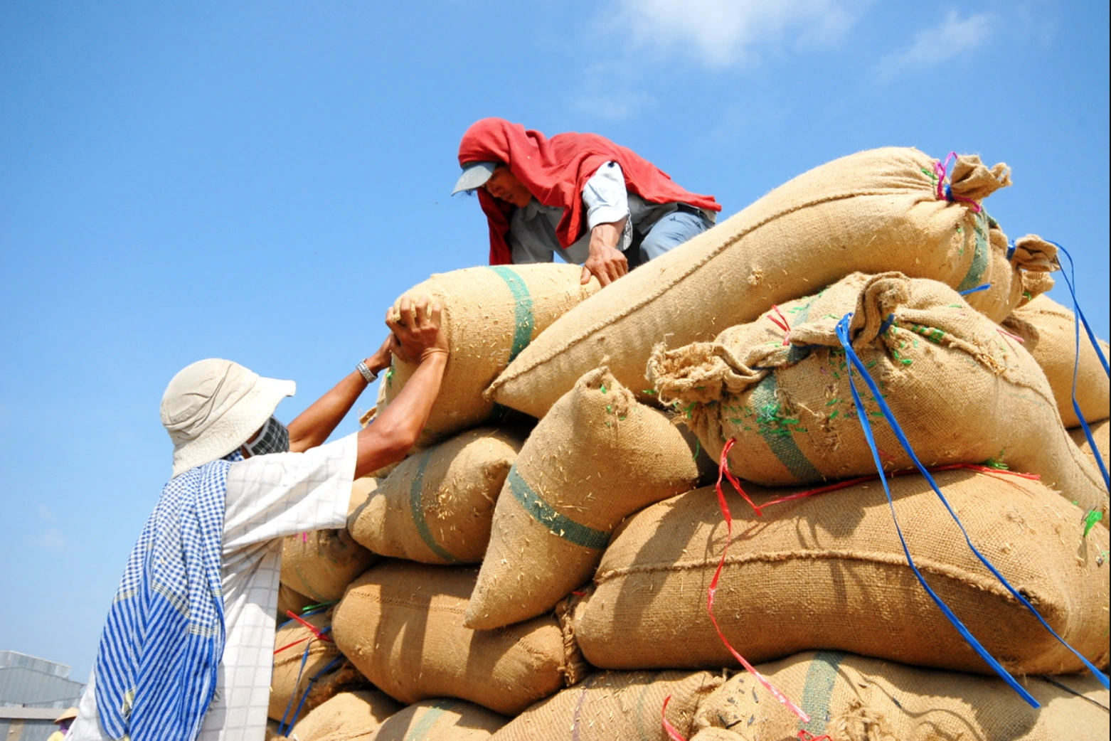 Tác động của xuất khẩu và thị trường quốc tế đến giá gạo trong nước