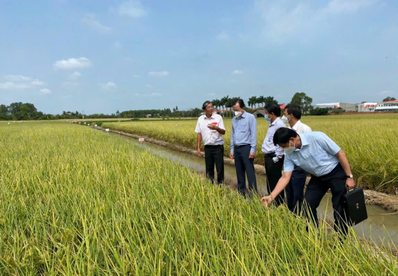 Gạo Ông Cua ST25 lần thứ ba được vinh danh "gạo ngon nhất thế giới" tại Phnom Penh (Campuchia), sau hai chiến thắng năm 2019 và 2023