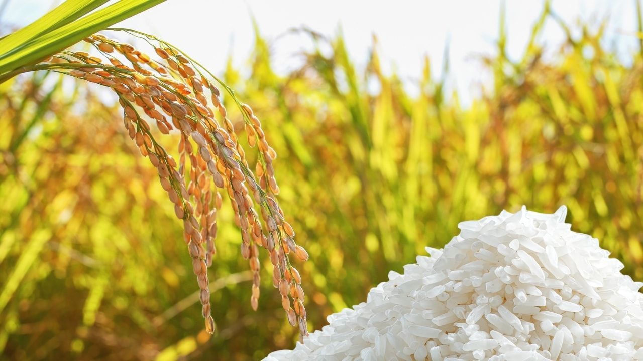 Tiêu chí khi chọn gạo làm quà biếu