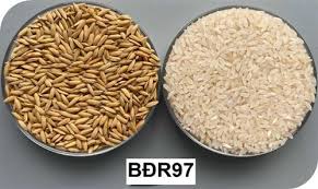 gao-mien-trung-co-nhung-loai-nao-ngon