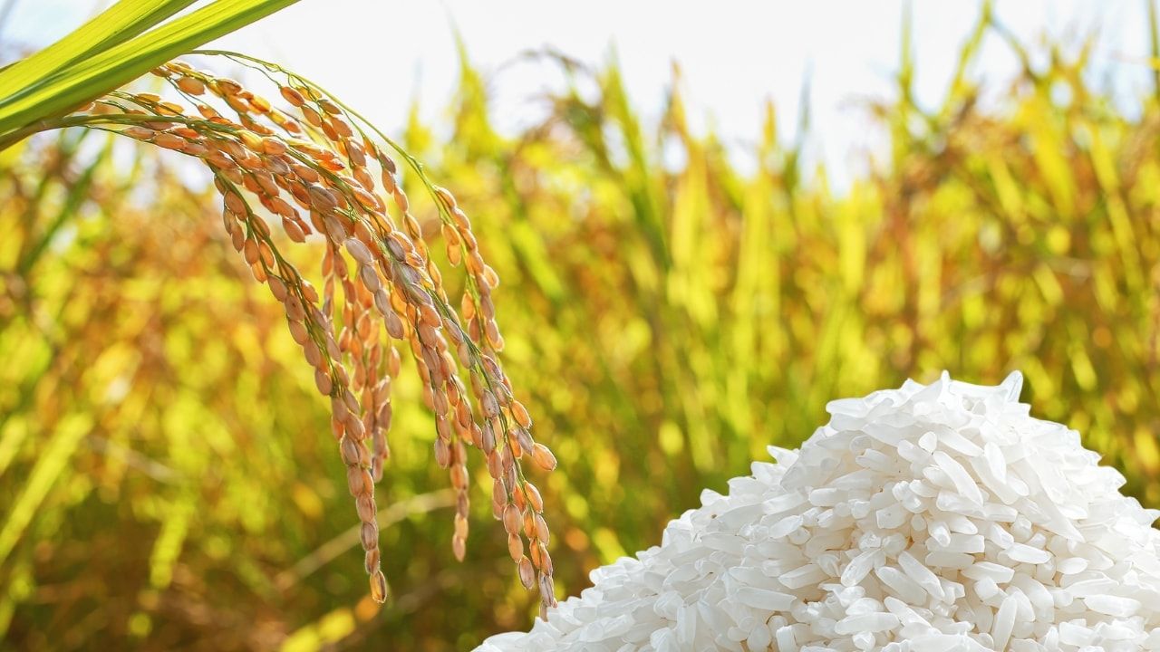 so-sanh-gao-st25-jasmine-japonica-loai-nao-ngon