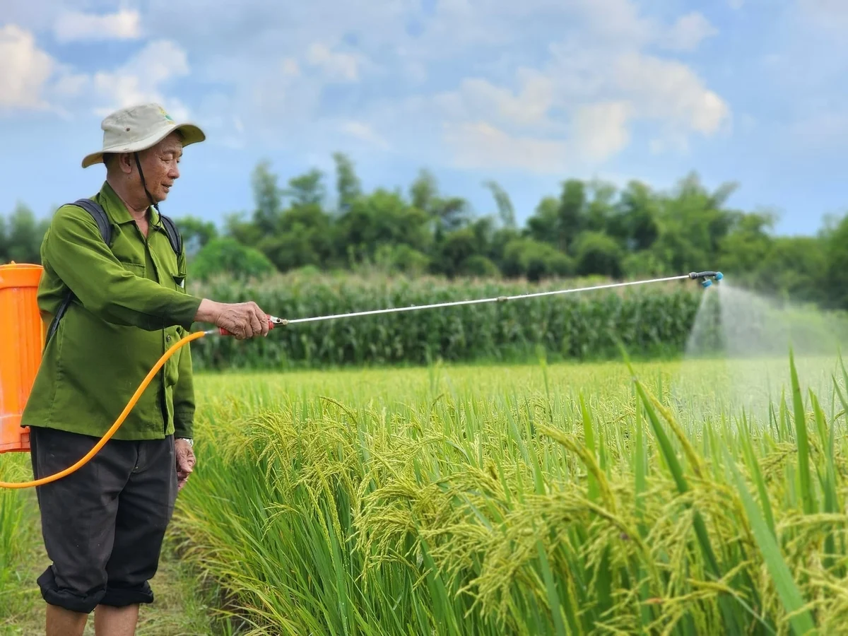 Bên cạnh đó, quản lý nguồn nước trong ruộng lúa cũng rất quan trọng