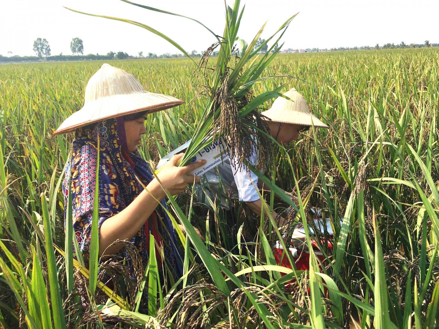 Sau khi lúa được gieo trồng, giai đoạn chăm sóc đóng vai trò rất quan trọng để giúp cây lúa sinh trưởng khỏe mạnh và cho năng suất tốt.