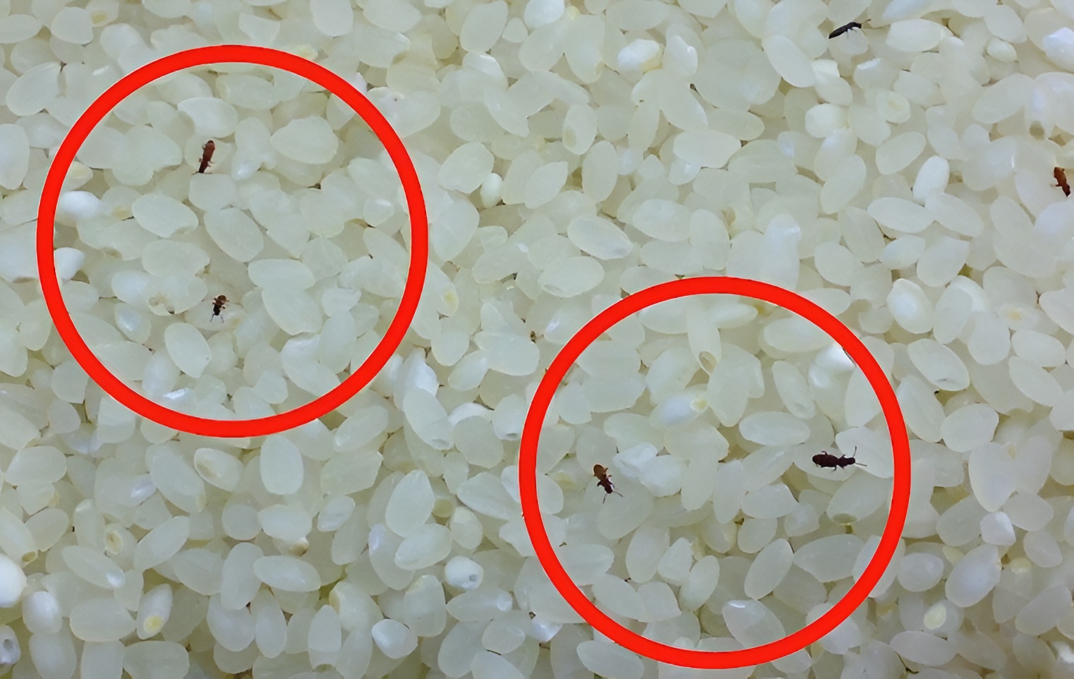  Khi hạt gạo không được che chắn kỹ trong các thùng chứa chuyên dụng mà chỉ để trong bao tải hở hoặc túi nilon lỏng lẻo, mối mọt sẽ dễ dàng len lỏi qua các khe hở để vào "đóng quân".