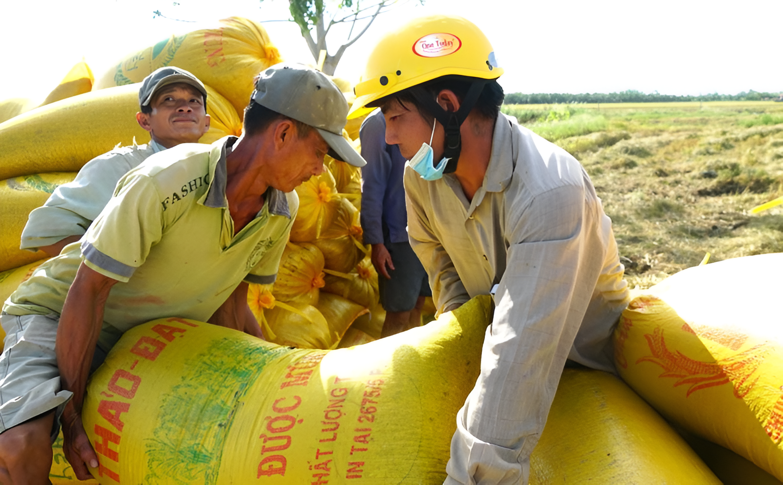 Hiện nay, việc thu hoạch lúa thường được thực hiện bằng máy gặt đập liên hợp, giúp thu hoạch nhanh, giảm thất thoát và tiết kiệm công sức.