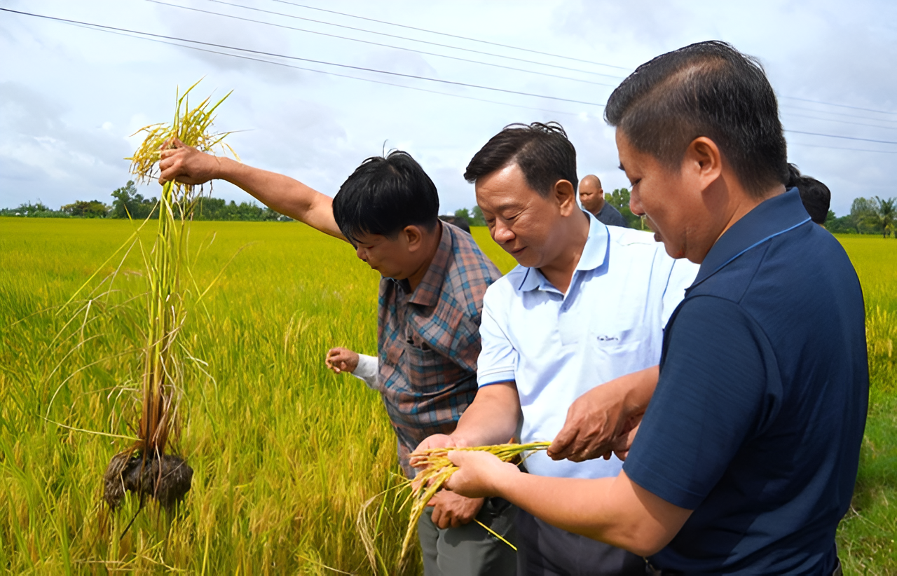 Giống lúa tốt sẽ giúp cây phát triển khỏe mạnh, ít bị sâu bệnh và cho ra những hạt gạo thơm ngon, chất lượng cao.