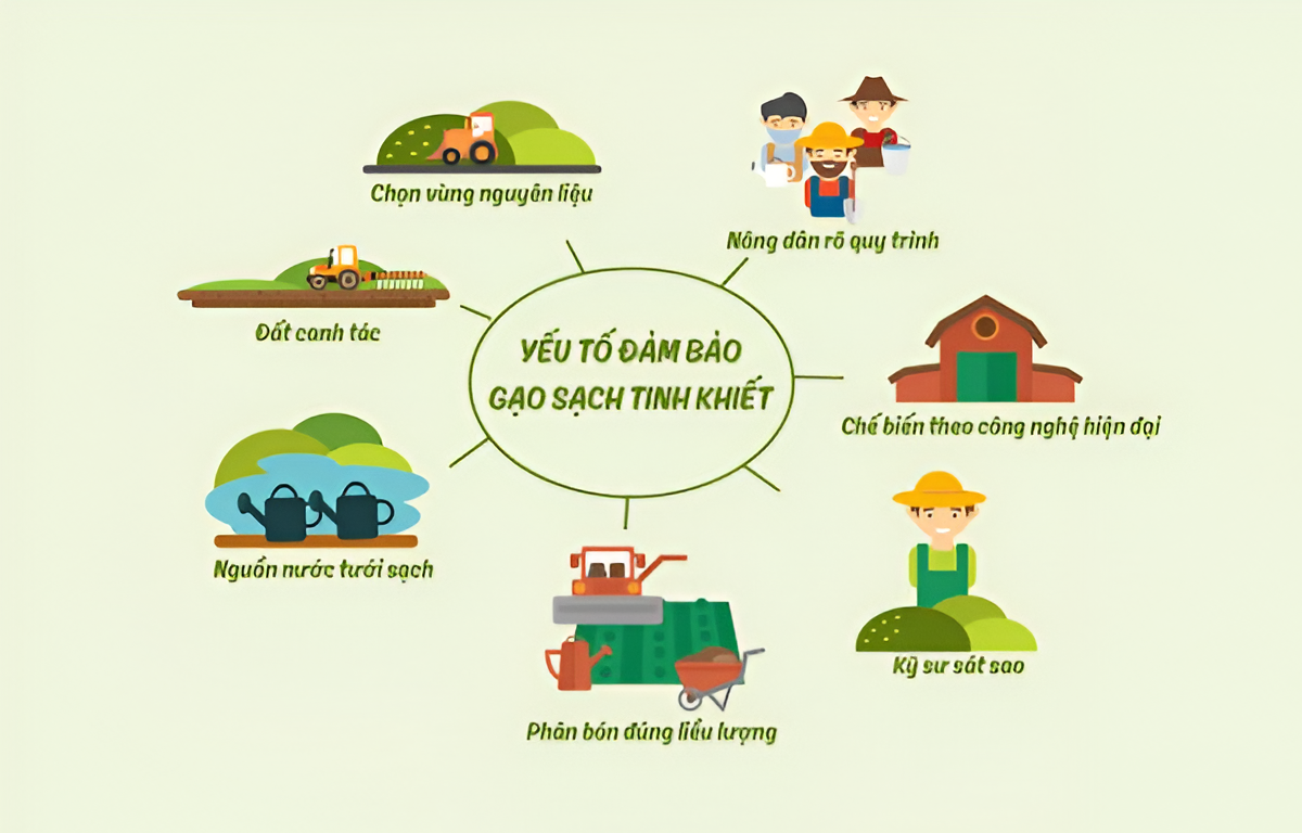 Quy trình sản xuất gạo chính là hành trình chắt lọc tinh hoa của đất trời, mang đến sự an tâm trong từng bữa cơm sum vầy. 