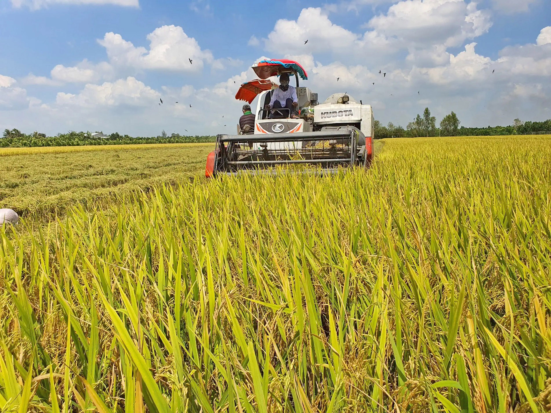 Khi giá nhiên liệu tăng, gần như toàn bộ các khâu trong quá trình sản xuất đều phát sinh thêm chi phí.