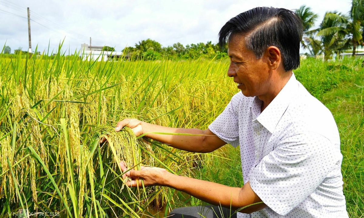 Trong quá trình sản xuất gạo sạch, bước đầu tiên và quan trọng nhất là chọn giống lúa.