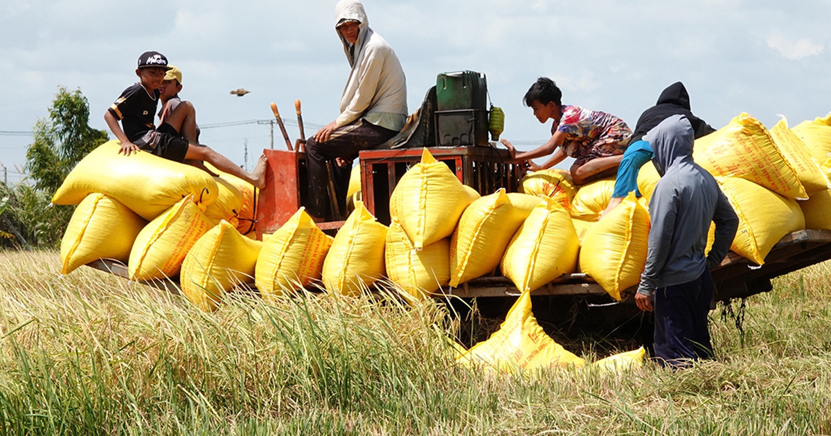 Người nông dân nên làm gì để giảm thiểu rủi ro khi giá xăng dầu ngày càng tăng cao?