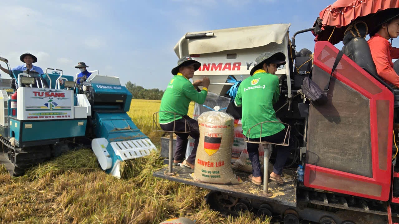 Xăng dầu ảnh hưởng gián tiếp đến quá trình sản xuất lúa gạo tại nước ta