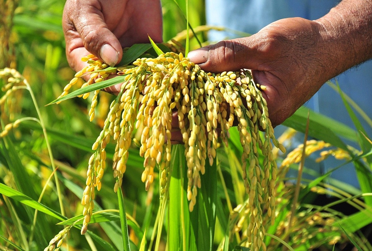 Khi giá xăng dầu tăng, lợi nhuận trồng lúa vốn đã thấp nay càng thấp hơn