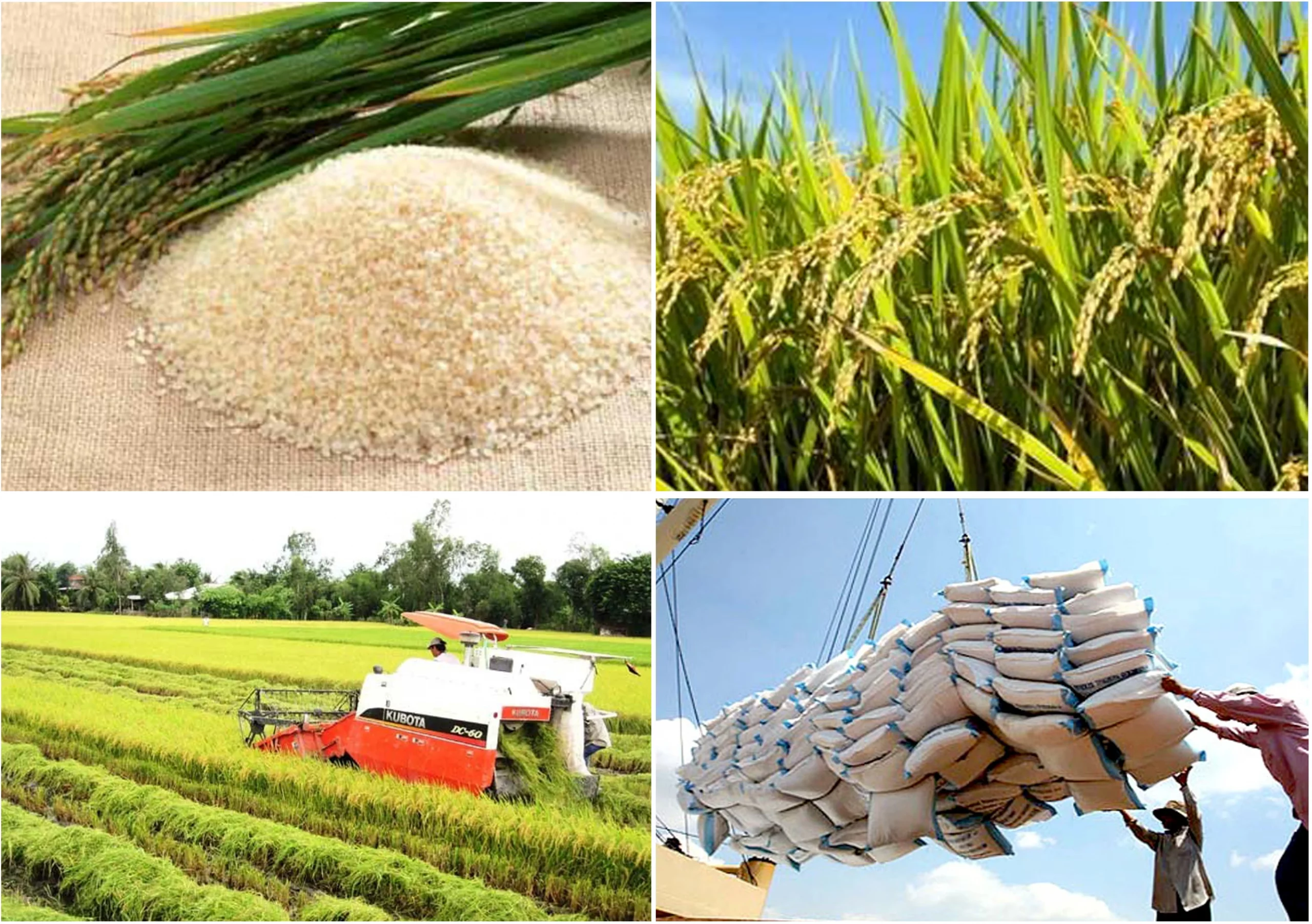 Yêu cầu khắt khe từ thị trường nhập khẩu