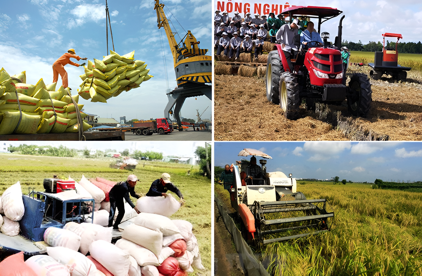 Xuất khẩu gạo việt nam: cơ hội và thách thức trong những năm gần đây