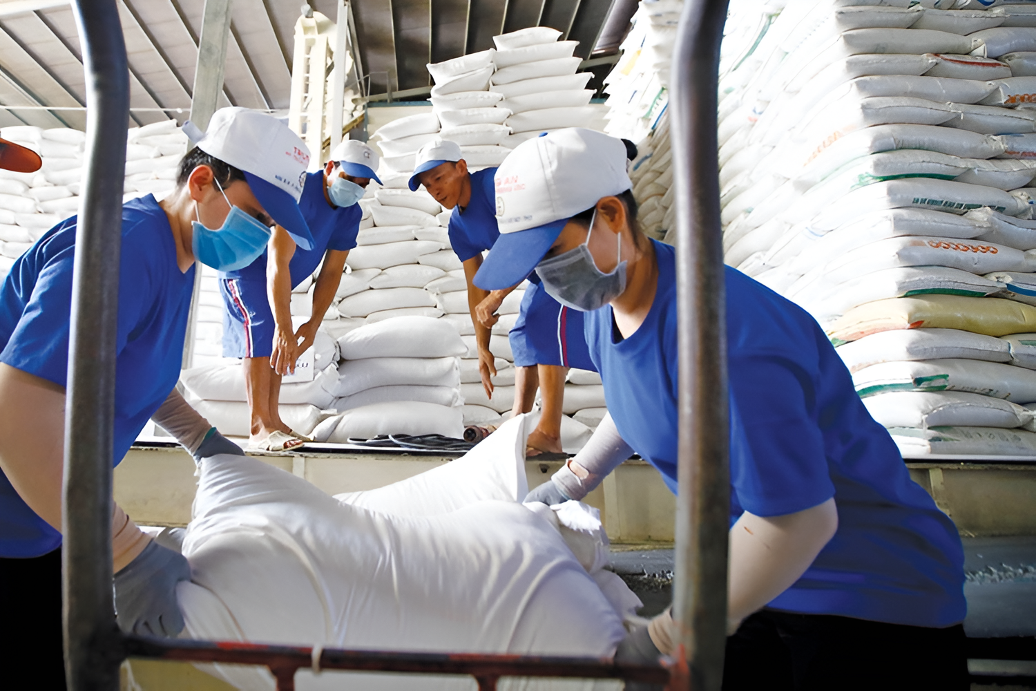 Giải pháp thực tế để nâng giá trị hạt gạo Việt Nam