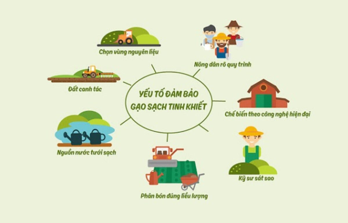 Xu hướng tiêu dùng gạo sạch, gạo hữu cơ tại Việt Nam hiện nay