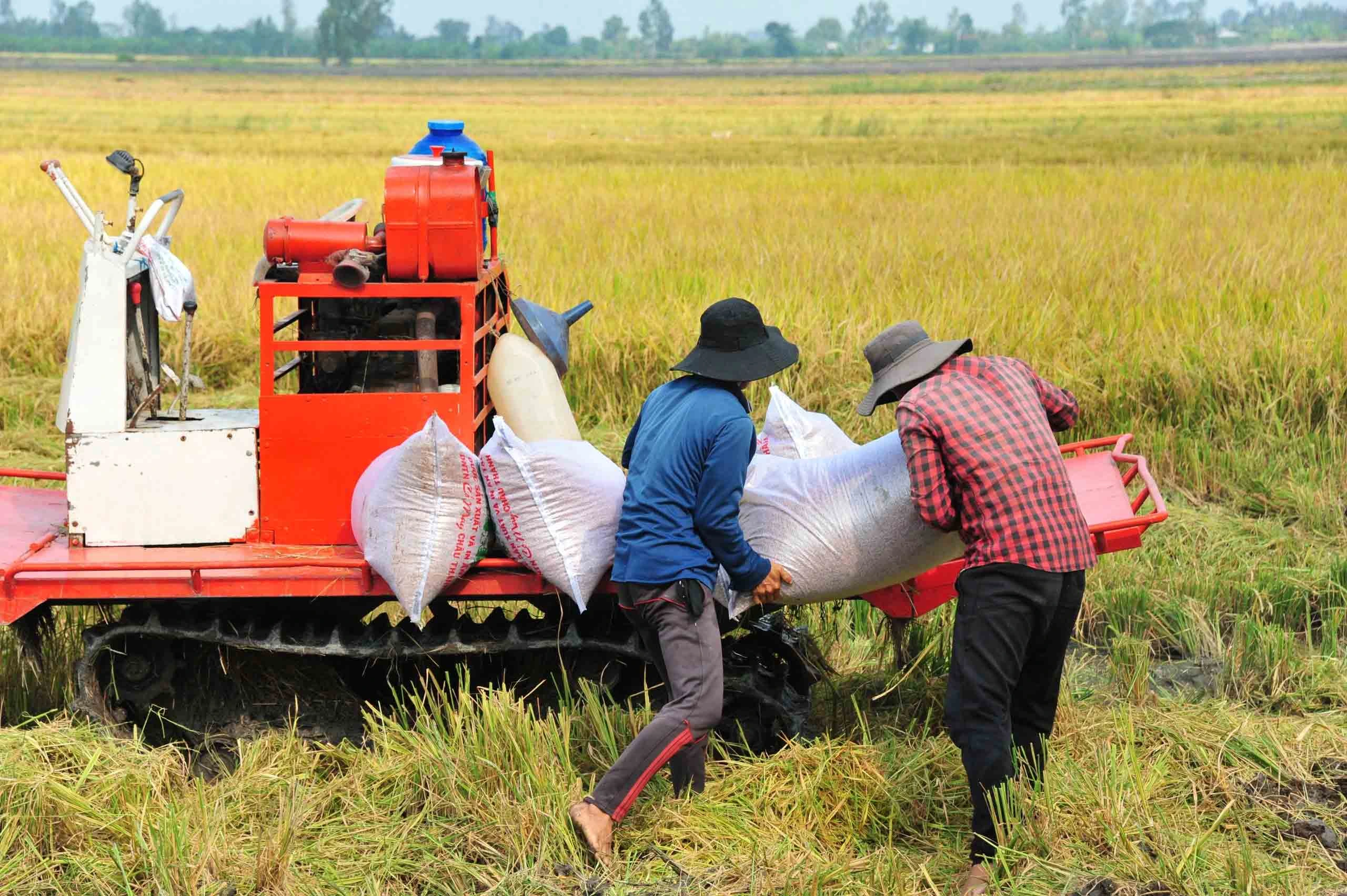 Chi phí vật tư nông nghiệp và phân bón tăng phi mã ăn mòn lợi nhuận