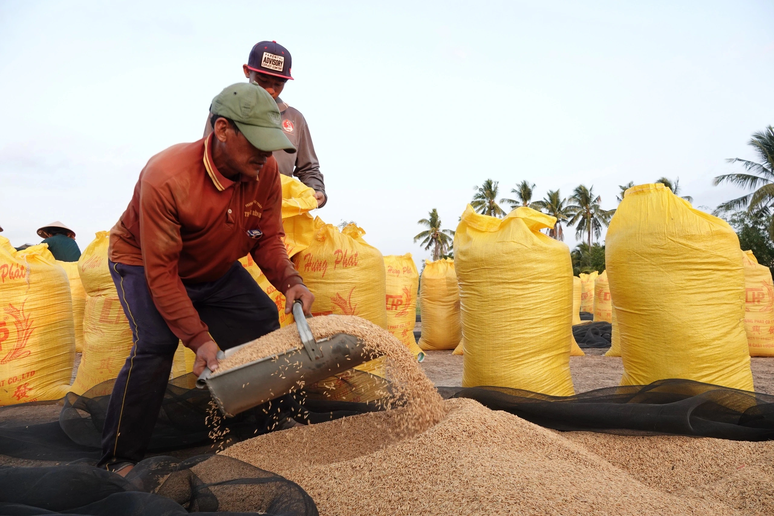 Chi phí nhân công và dịch vụ máy móc nông nghiệp ngày càng đắt đỏ