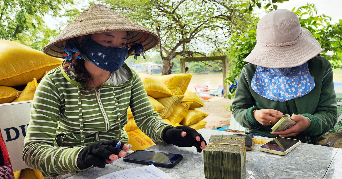 Giá gạo tăng mạnh nhưng nông dân vẫn chưa thoát cảnh lợi nhuận thấp
