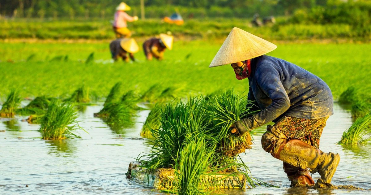 Tăng cường liên kết giữa nông dân, hợp tác xã và doanh nghiệp để tạo chuỗi sản xuất – tiêu thụ ổn định.
