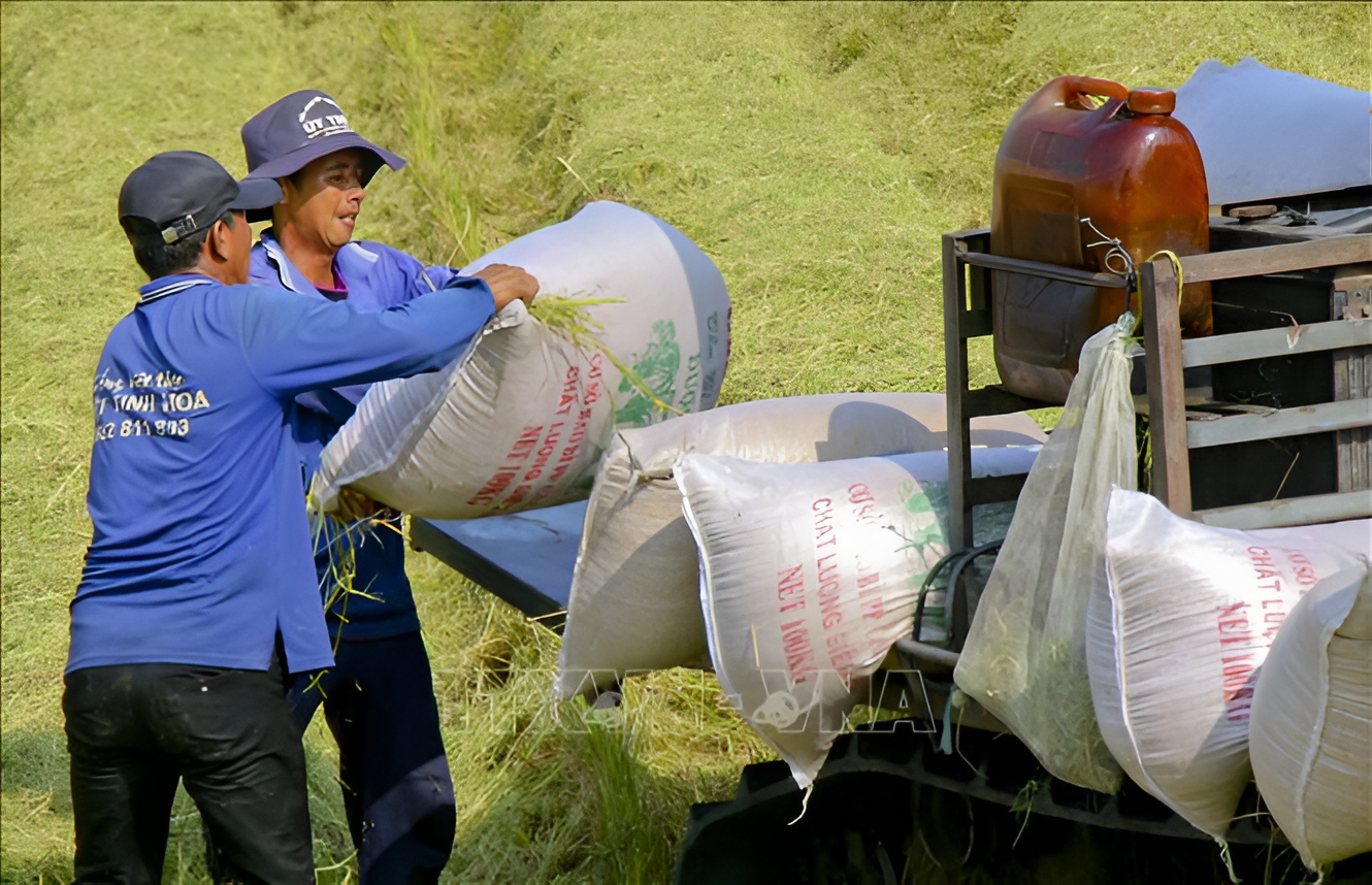 Giải pháp phát triển bền vững nhằm nâng cao vị thế chủ động cho chuỗi giá trị lúa gạo Việt Nam