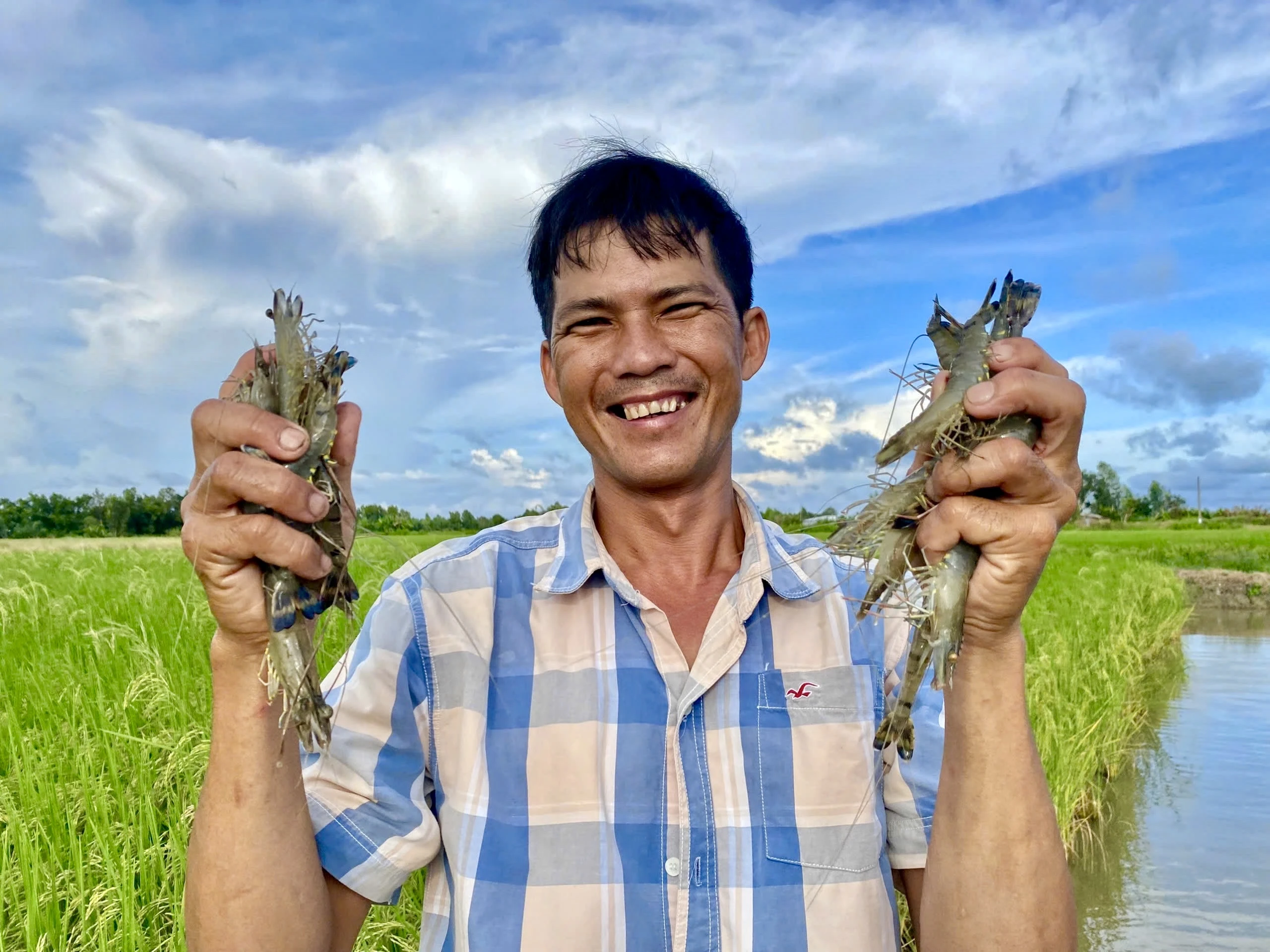 Mô hình canh tác độc đáo mang tên "Lúa - Tôm"