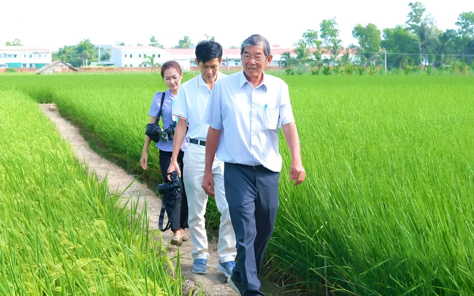 Quy trình canh tác an toàn và bền vững tạo nên chất lượng của gạo ST25