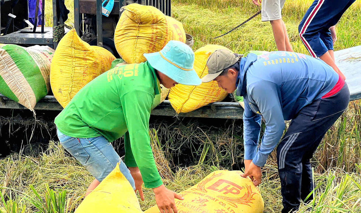 Gánh nặng chi phí đầu vào, tiền lời từ cây lúa ngày càng ít