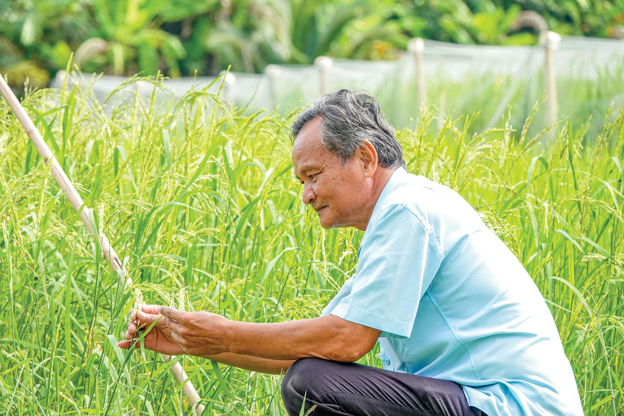 Thứ năm, cần đẩy mạnh chế biến sâu và nâng giá trị hạt gạo thay vì chỉ tập trung bán lúa nguyên liệu.