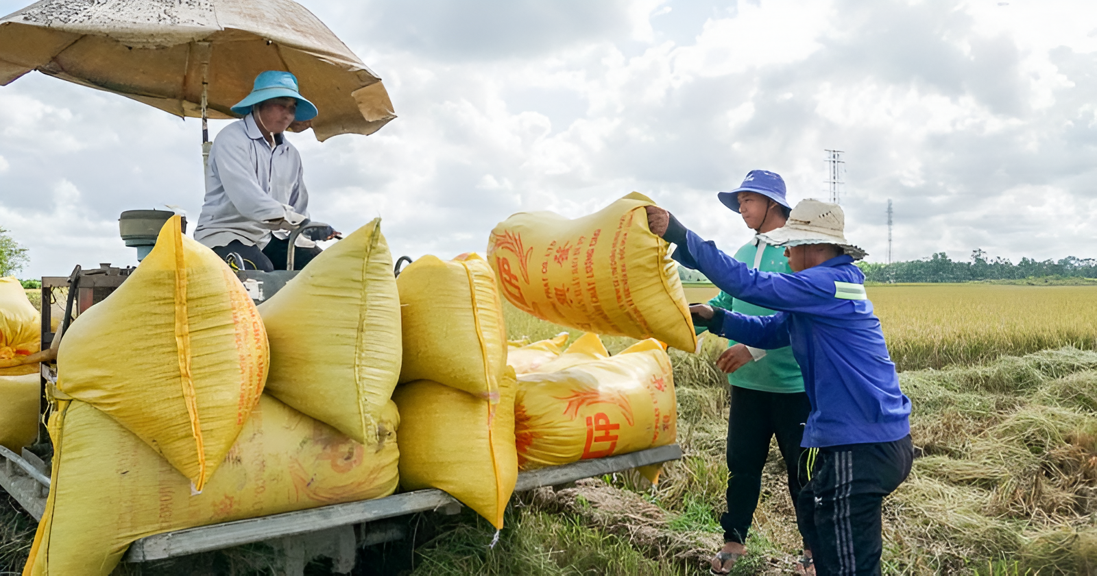 Vấn nạn đứt gãy liên kết tiêu thụ và hiện tượng thương lái "bẻ kèo", neo đồng