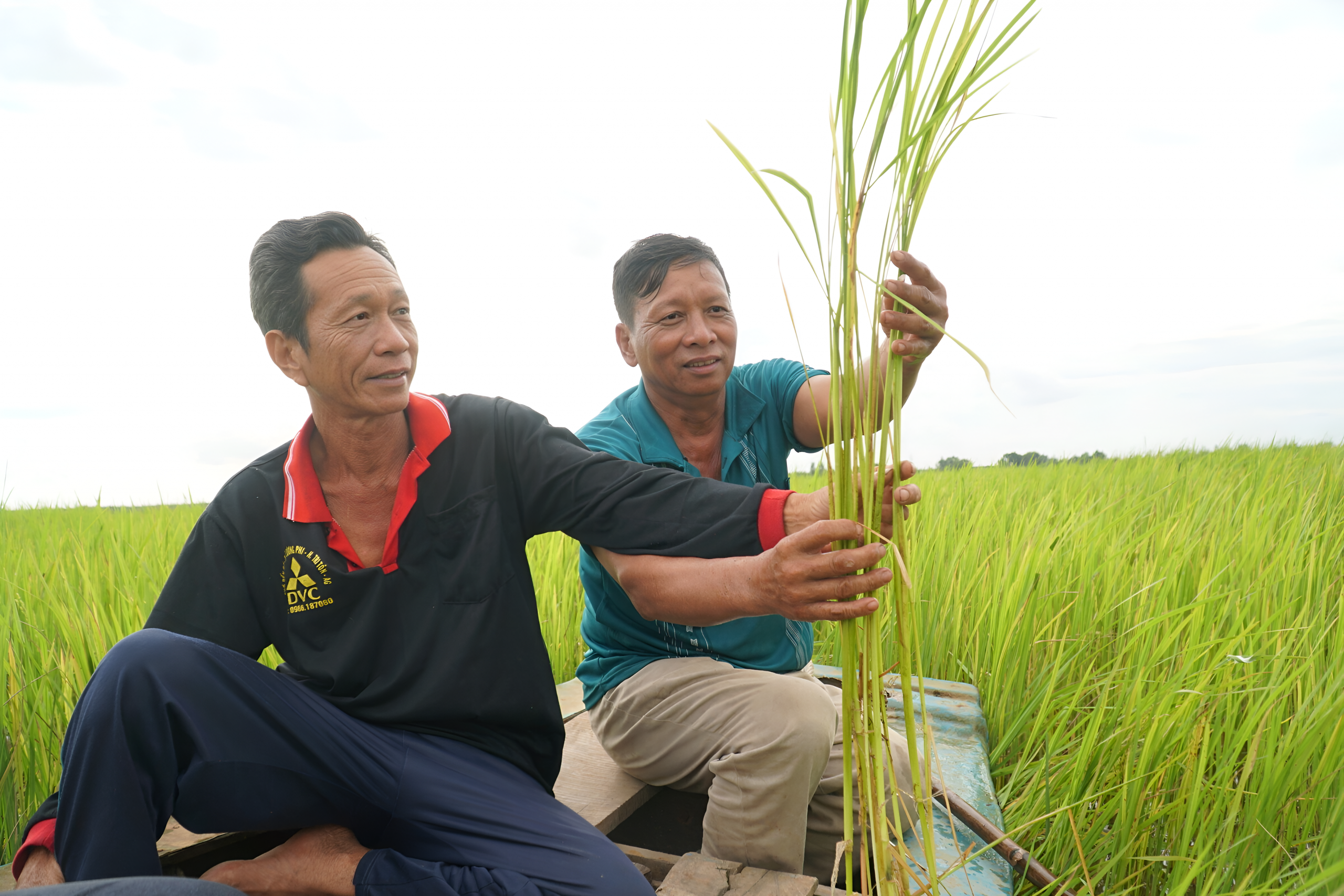 Tình trạng thua lỗ kéo dài trong sản xuất lúa nước không chỉ làm “xói mòn” nguồn lực tài chính của từng gia đình nông dân mà còn tiềm ẩn nguy cơ gây mất ổn định cơ cấu sản xuất nông nghiệp trong tương lai.