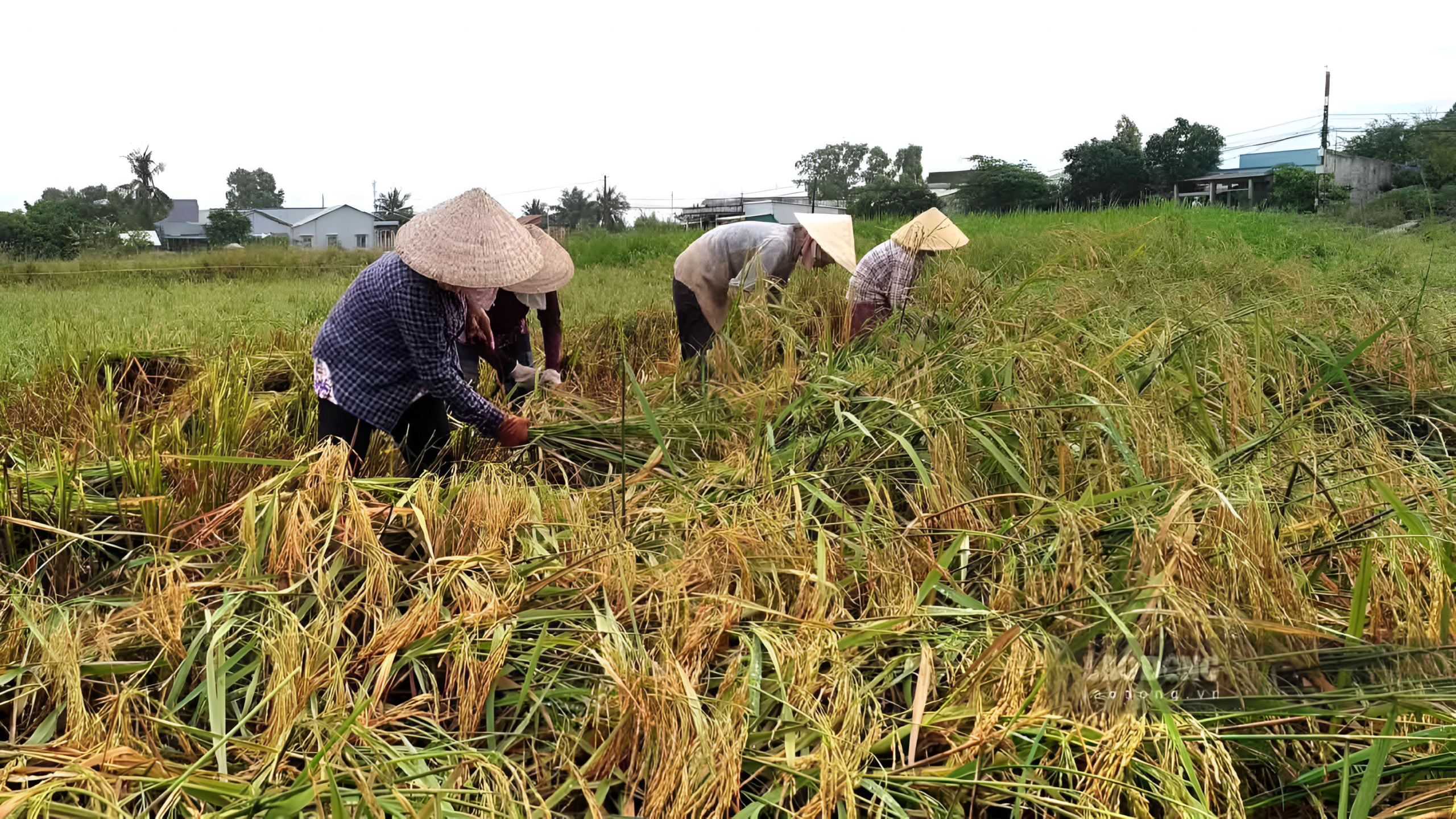 Hiện tượng thương lái bỏ tiền đặt cọc hoặc đơn phương yêu cầu hạ giá thu mua đã và đang trở thành một thực tế phổ biến gây ra rất nhiều bức xúc trong cộng đồng bà con nông dân. 