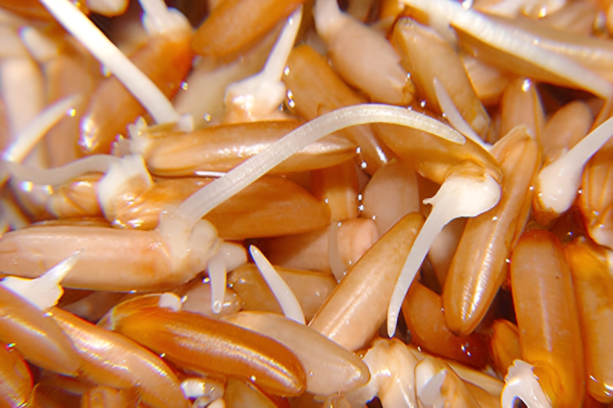 Gạo mầm GABA là gì?