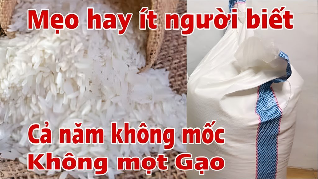 Cách bảo quản gạo đúng cách để không mốc, không mọt, không mất mùi thơm