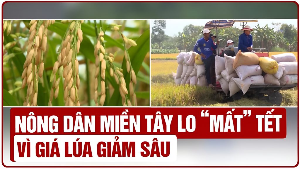 Nông dân miền Tây “mất ăn mất ngủ” vì giá lúa liên tục đi xuống